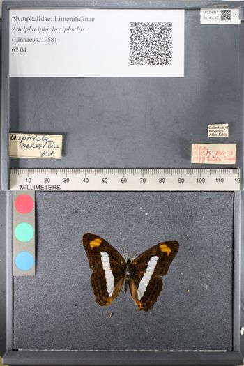 Media type: image;   Entomology 145283